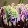 hyacinten in natuurlijke vaas